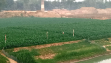 আত্রাই নদীর দুই তীরে গড়ে উঠেছে সবুজের সমারোহ