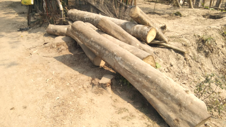 গাইবান্ধায় কয়েক লাখ টাকার সরকারি গাছ অবৈধভাবে কেটে নিয়ে যাচ্ছে, স্থানীয় প্রভাবশালীরা