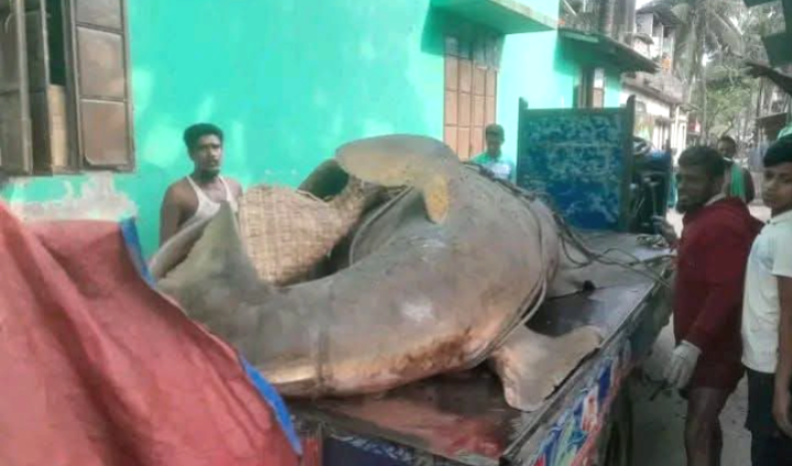 ঝালকাঠী’র কাঠালিয়ায় আড়াই লাখ টাকায় বিক্রি খটক মাছ