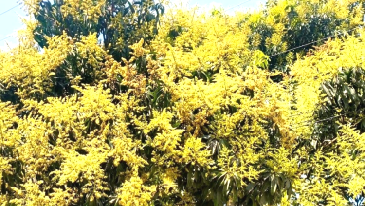 ধর্মপাশায় গাছে গাছে আমের মুকুল ছড়াচ্ছে স্বর্ণালি আভা