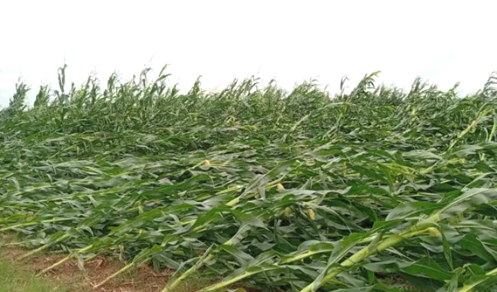 শিলাবৃষ্টিতে ঝিনাইগাতীতে ভুট্টার ক্ষেত লণ্ডভণ্ড, দিশেহারা কৃষক