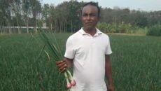 শ্রীপুরে লক্ষ্যমাত্রার চেয়ে বেশি জমিতে পেঁয়াজের আবাদ