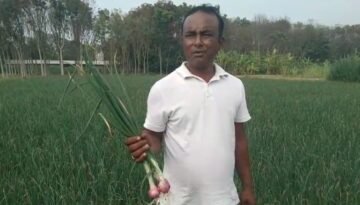 শ্রীপুরে লক্ষ্যমাত্রার চেয়ে বেশি জমিতে পেঁয়াজের আবাদ