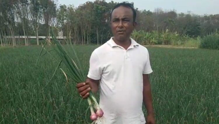 শ্রীপুরে লক্ষ্যমাত্রার চেয়ে বেশি জমিতে পেঁয়াজের আবাদ