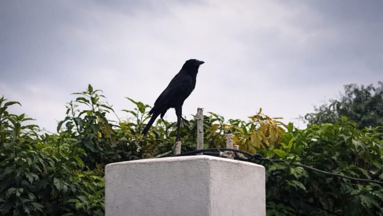 ঋতুচক্রের ওলটপালট,  চৈত্রের দাবদাহ উধাও, জেঁকে বসেছে পৌষের শীত