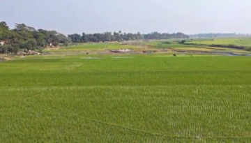 ধর্মপাশায় বৃষ্টিতে স্বস্তি, প্রাণ ফিরে পেল বোরো আবাদ