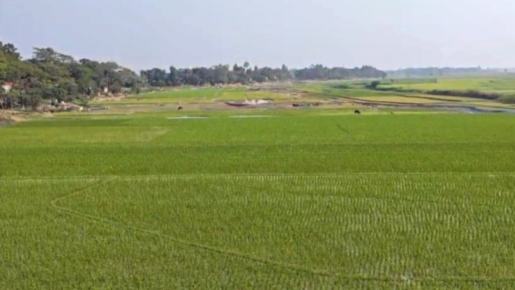 ধর্মপাশায় বৃষ্টিতে স্বস্তি, প্রাণ ফিরে পেল বোরো আবাদ