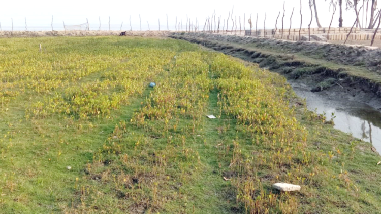 তজুমদ্দিনে বনবিভাগের নার্সারী বাগান সৃজনে বিতর্ক