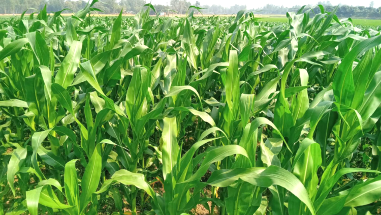 আত্রাইয়ে ভুট্টা চাষে ব্যাপক বিস্তার, বাম্পার ফলনের আশায় কৃষকরা