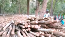 গারো পাহাড় ধ্বংসের পথে