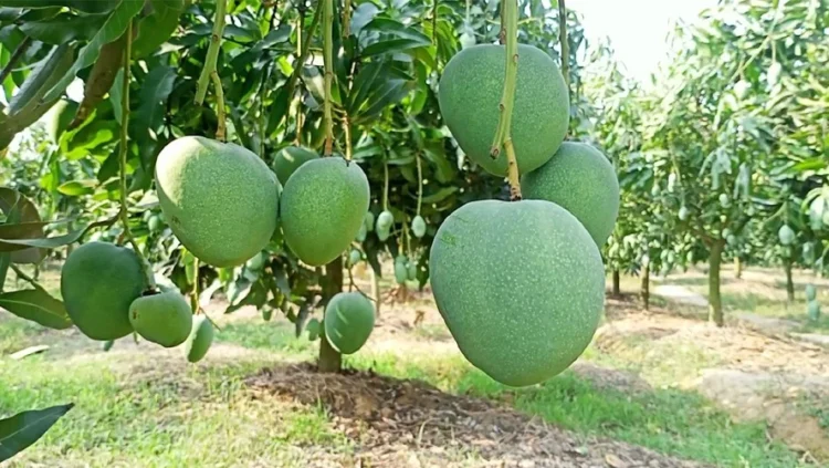 রাজশাহীতে আমের বাম্পার ফলনের আশা: আবহাওয়া অনুকূলে, কৃষকেরা স্বপ্ন দেখছেন লক্ষমাত্রা অতিক্রম করে