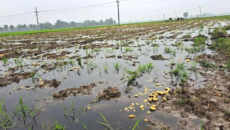 ঠাকুরগাঁওয়ে বৃষ্টিতে ডুবেছে আলু খেত, দুশ্চিন্তায় কৃষক