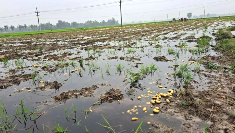 ঠাকুরগাঁওয়ে বৃষ্টিতে ডুবেছে আলু খেত, দুশ্চিন্তায় কৃষক