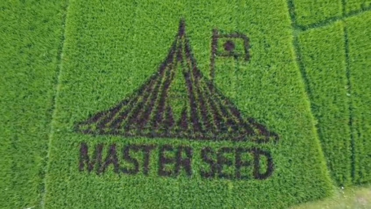 কুড়িগ্রামে  বোরো মৌসুমের  ধানক্ষেতে জাতীয় স্মৃতিসৌধের নকশা