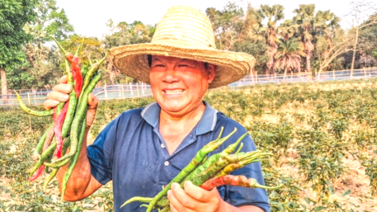শ্রীপুরে চীনা চাষীর জমিতে ১ ফুট লম্বা মরিচ