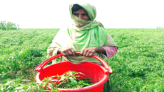 তিস্তার চরে সোনালী ফসল, বাজারে ধস-লোকসানে দিশেহারা কৃষক