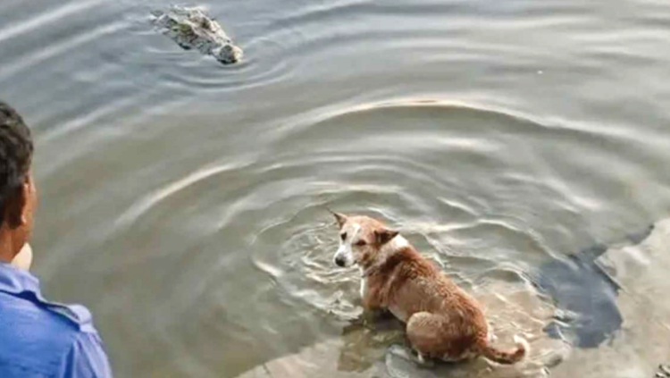 বাগেরহাটে খান জাহান আলী( রহঃ) দিঘীর ঘাট থেকে কুকুরকে ধরে নিয়ে গেল কুমির