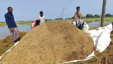 ধর্মপাশা ও মধ্যনগর উপজেলায় ধানের মূল্য ৭০০/৮০০ টাকা, ধান কাটার শ্রমিকের মজুরি ১২০০ টাকা, কৃষকগণ দিশেহারা