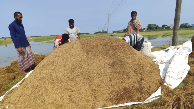 ধর্মপাশা ও মধ্যনগর উপজেলায় ধানের মূল্য ৭০০/৮০০ টাকা, ধান কাটার শ্রমিকের মজুরি ১২০০ টাকা, কৃষকগণ দিশেহারা
