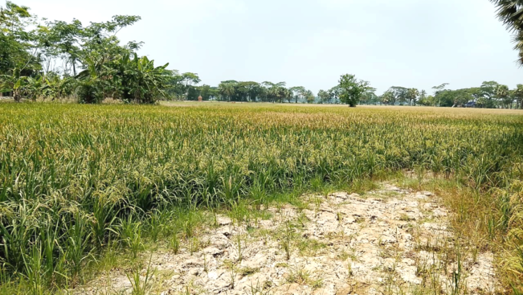 আমতলীতে বিদ্যুৎ ও জ্বালানি সংকটে বন্ধ সেচ—চরম বিপাকে কৃষক