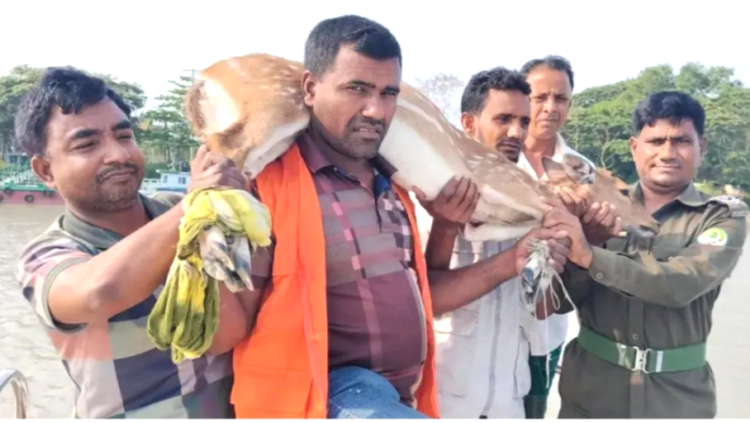 ‎বাঘের তাড়া খেয়ে হরিণ লোকালায়  সুন্দরবনে অবমুক্ত