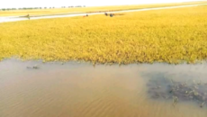 ধর্মপাশায় হাওর গুলিতে অর্ধেকের বেশি  বোরো ধান বৃষ্টির  পানিতে  তলিয়ে গেছে – কৃষকের মাথায় হাত