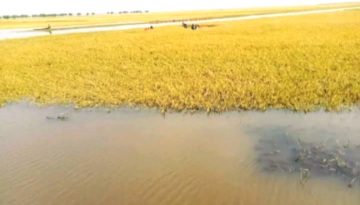 ধর্মপাশায় হাওর গুলিতে অর্ধেকের বেশি  বোরো ধান বৃষ্টির  পানিতে  তলিয়ে গেছে – কৃষকের মাথায় হাত