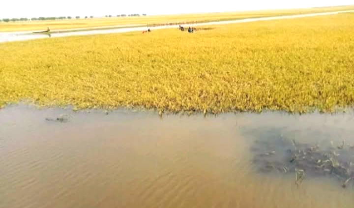 ধর্মপাশায় হাওর গুলিতে অর্ধেকের বেশি  বোরো ধান বৃষ্টির  পানিতে  তলিয়ে গেছে – কৃষকের মাথায় হাত