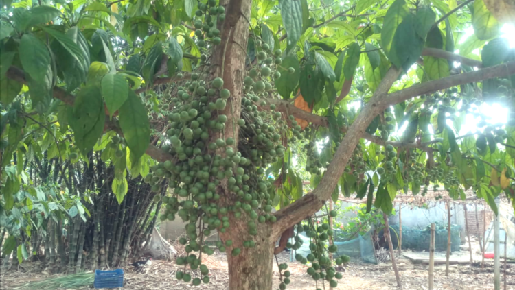 শ্রীপুরে লটকন চাষে স্বাবলম্বী কৃষক এমারত সহ অনেকেই