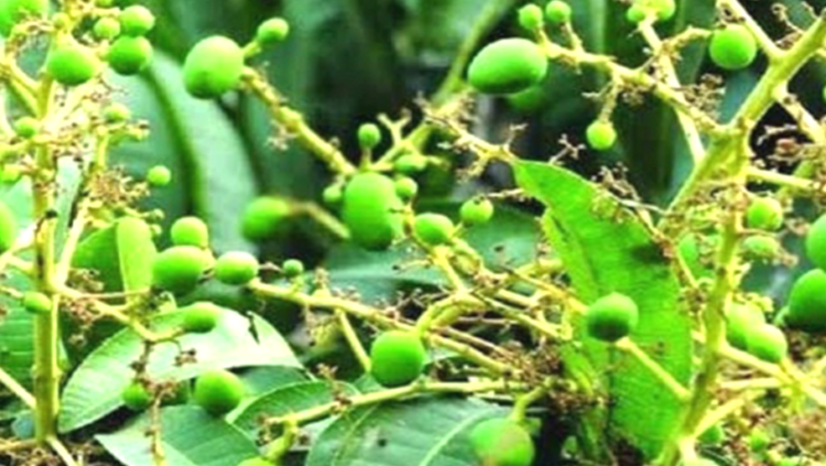 আত্রাইয়ে আম বাগানে গুটি দৃশ্যমান, ভালো ফলনের আশায় ব্যস্ত চাষিরা