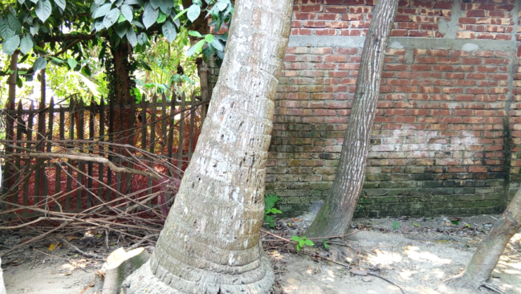 মামলাকৃত সম্পত্তির গাছ জোরপূর্বক কর্তন