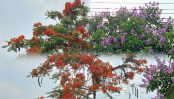 বরিশাল বিশ্ববিদ্যালয়ের প্রাঙ্গণে কৃষ্ণচূড়ার আগুন-রঙা আল্পনা