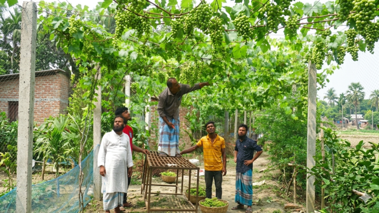 ঠাকুরগাঁওয়ে কৃষকের হাত ধরে আঙুরে বদলে যাচ্ছে গ্রাম, বিক্রির আশা ১০০ মণ