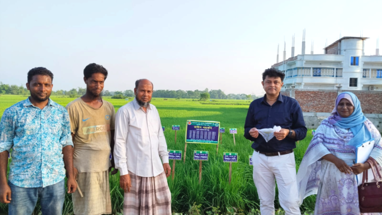 চট্টগ্রামে প্রথমবার ‘রাইস গার্ডেন’ স্থাপন কৃষকদের মাঝে ব্যাপক আগ্রহ