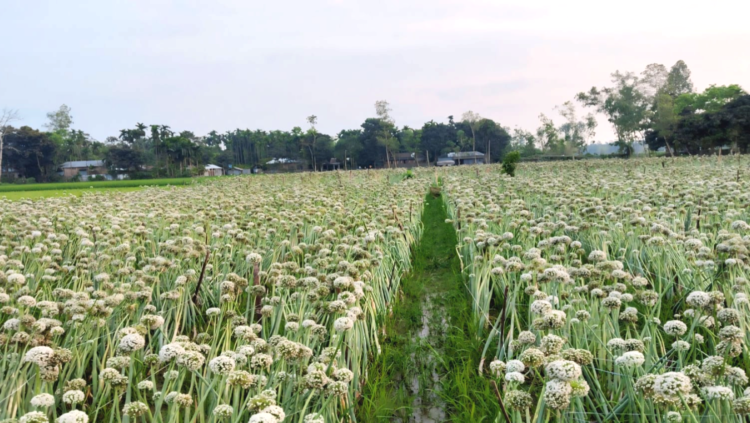 রাজারহাটে প্রথমবার পিয়াজ বীজ উৎপাদনে সফলতা, কৃষিতে নতুন দিগন্ত