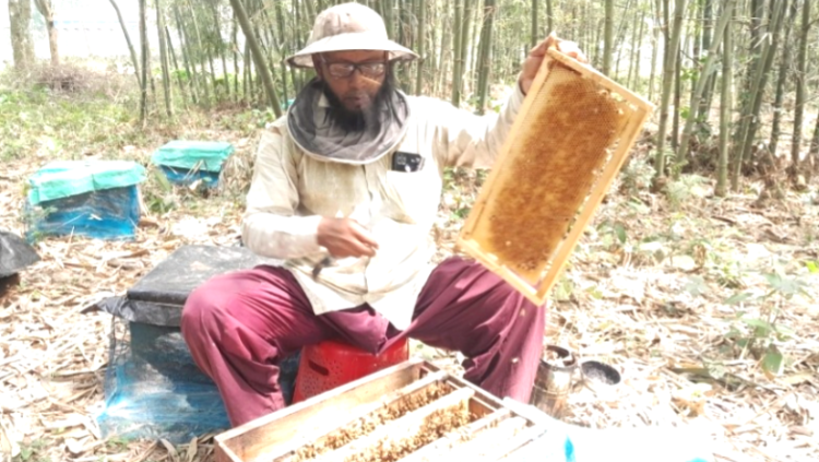 ঠাকুরগাঁওয়ে মিষ্টি কুমড়ার ক্ষেতেও সুস্বাদু মধু চাষে সাফল্য