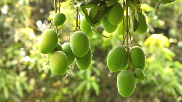 আম ফলটি শুধু সুস্বাদুই নয়, পুষ্টিগুণেও ভরপুর