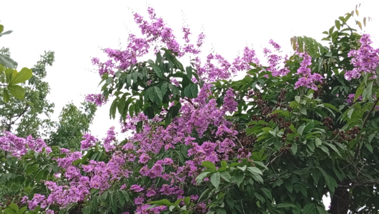 বাংলাদেশে জারুল ফুলের সৌন্দর্য: নগরজীবনে রঙিন আবহ