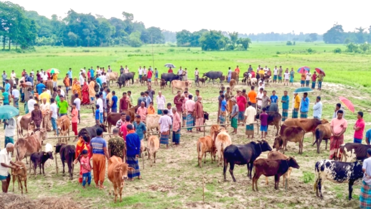 মধ্যনগরের বংশীকুন্ডা বাজারে চালু হলো সাপ্তাহিক পশুর হাট