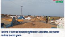ধর্মপাশা ও মধ্যনগর উপজেলায় দুইদিন যাবৎ রোদ উঠায়, ধান শুকাতে কর্মব্যস্ত হাওরের কৃষক।