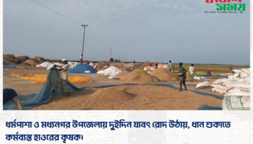ধর্মপাশা ও মধ্যনগর উপজেলায় দুইদিন যাবৎ রোদ উঠায়, ধান শুকাতে কর্মব্যস্ত হাওরের কৃষক।