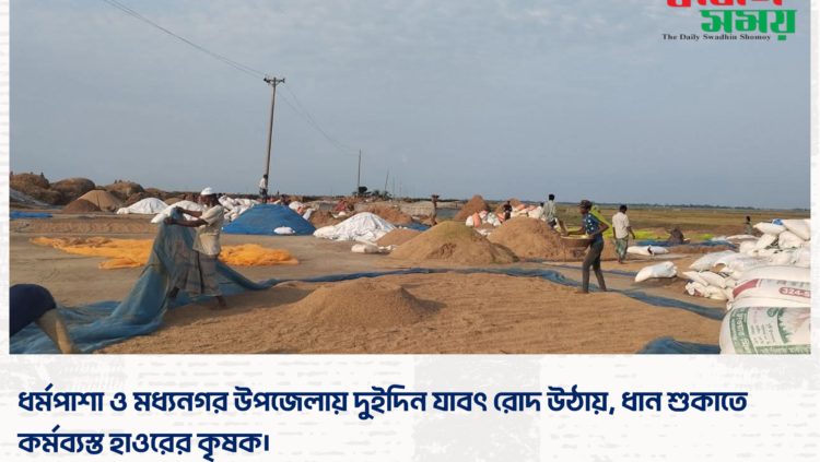 ধর্মপাশা ও মধ্যনগর উপজেলায় দুইদিন যাবৎ রোদ উঠায়, ধান শুকাতে কর্মব্যস্ত হাওরের কৃষক।