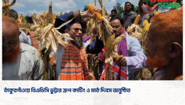 ঠাকুরগাঁওয়ে বিএডিসি ভুট্টার ক্রপ কাটিং ও মাঠ দিবস অনুষ্ঠিত