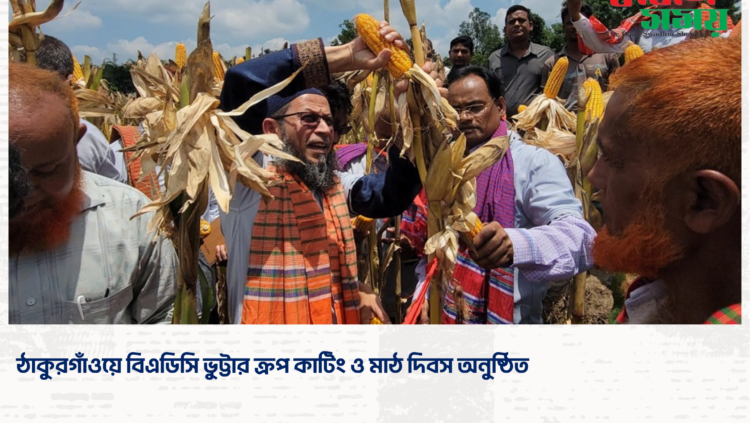 ঠাকুরগাঁওয়ে বিএডিসি ভুট্টার ক্রপ কাটিং ও মাঠ দিবস অনুষ্ঠিত