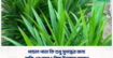 পান্ডান পাতা কি শুধু সুগন্ধের জন্য, নাকি এর আরও কিছু উপকার আছে?