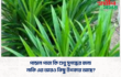 পান্ডান পাতা কি শুধু সুগন্ধের জন্য, নাকি এর আরও কিছু উপকার আছে?