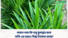 পান্ডান পাতা কি শুধু সুগন্ধের জন্য, নাকি এর আরও কিছু উপকার আছে?