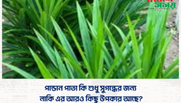 পান্ডান পাতা কি শুধু সুগন্ধের জন্য, নাকি এর আরও কিছু উপকার আছে?