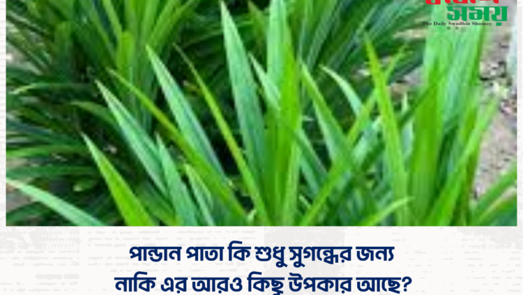 পান্ডান পাতা কি শুধু সুগন্ধের জন্য, নাকি এর আরও কিছু উপকার আছে?