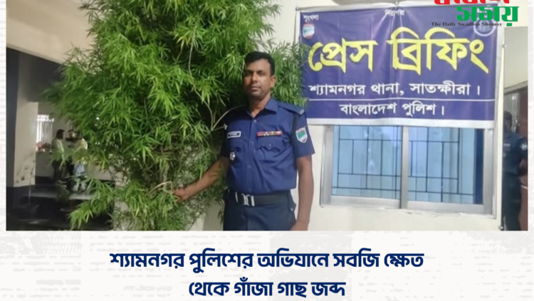 শ্যামনগর পুলিশের অভিযানে সবজি ক্ষেত থেকে গাঁজা গাছ জব্দ